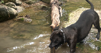 cindle pet sitter à BRUNOY 91800_2