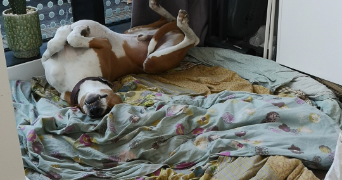 morgane pet sitter à PARIS 13 75013_1