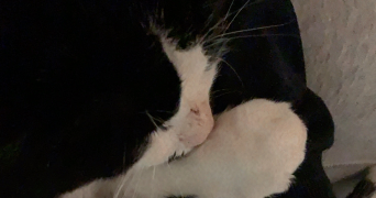 clara pet sitter à ST FARGEAU PONTHIERRY 77310_6