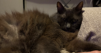 laura pet sitter à LE MANS 72000_8