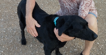 jean-pierre pet sitter à RIANS 83560_1
