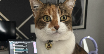 amandine cat sitter à STRASBOURG 67200_1