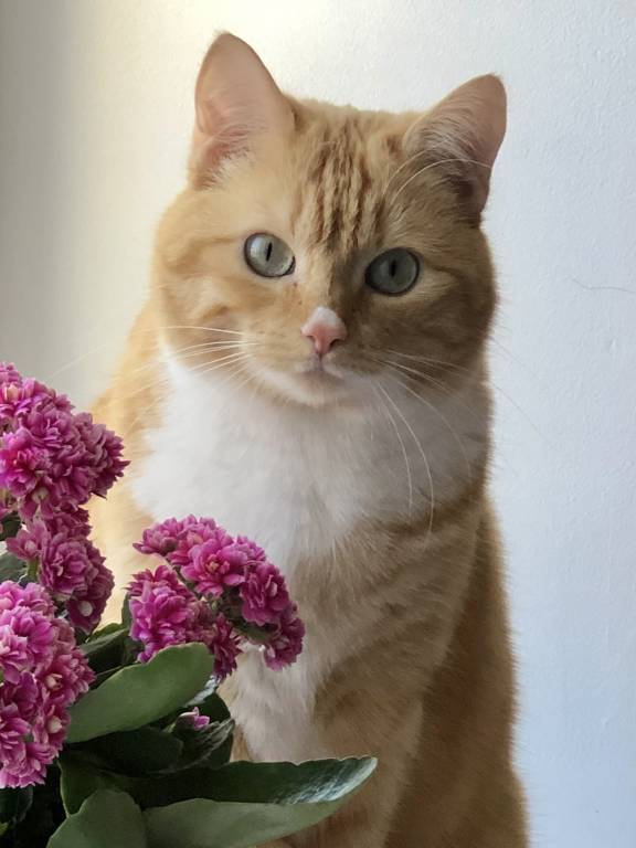 laurène pet sitter à Bourg-en-Bresse 01000_1