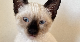 karmen pet sitter à MARSEILLE 11 13011_5