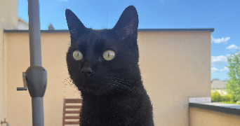 lucie pet sitter à HETTANGE GRANDE 57330_2