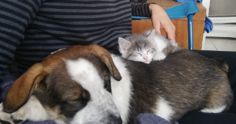 katixa pet sitter à CIBOURE 64500_1
