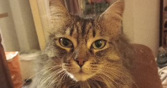 pierrick pet sitter à Sospel 06380_2