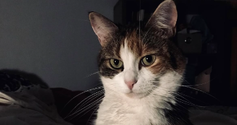 claire pet sitter à SARTROUVILLE 78500_1