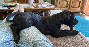 manon pet sitter à VERRIERES 10390_1