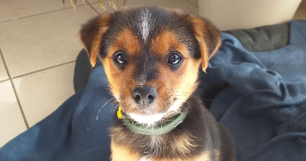 amelie pet sitter à NARBONNE 11100_1