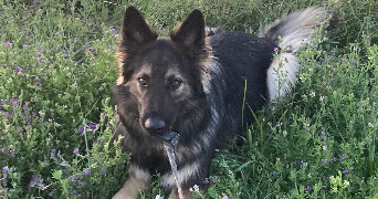 lou pet sitter à DIJON 21000_1