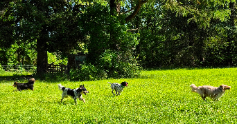 alexandra pet sitter à Gaillac 81600_10
