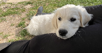 héloïse pet sitter à PERONNE 80200_5