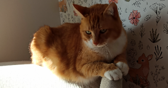 delphine pet sitter à MARQUETTE LEZ LILLE 59520_0