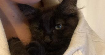 nina pet sitter à LAGNY SUR MARNE 77400_2
