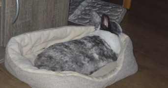 fiona pet sitter à CHAMPAGNY EN VANOISE 73350_3