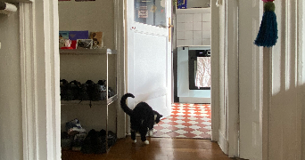 valentine cat sitter à PARIS 18 75018_1