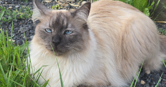 aure pet sitter à TOURS 37200_3