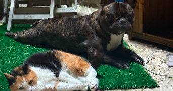 laurence pet sitter à PARIS 20 75020_1
