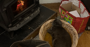 ysaline pet sitter à Lyon 69007_5