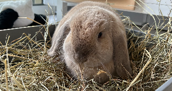 julie pet sitter à MONTAIGU DE QUERCY 82150_5