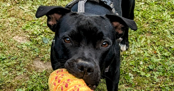 frank pet sitter à BOUCHEMAINE 49080_4