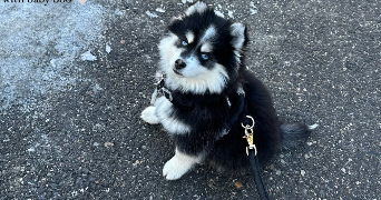 marie pet sitter à PREMESQUES 59840_5