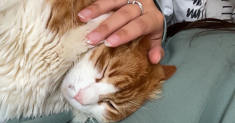 rosalie pet sitter à LILLE 59000_3
