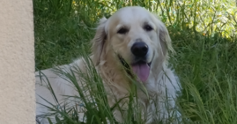 severine pet sitter à RIVE DE GIER 42800_6