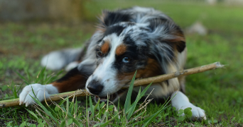 jérémy pet sitter à BORDEAUX 33000_1