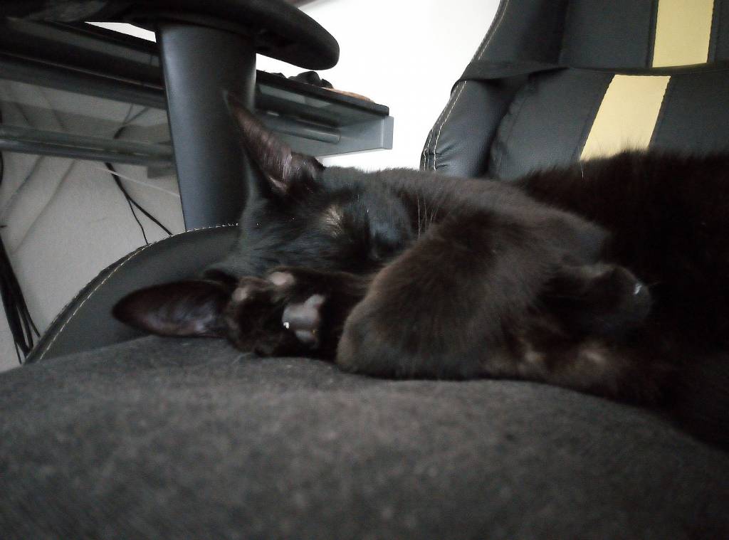 elora pet sitter à LABASTIDE BEAUVOIR 31450_1