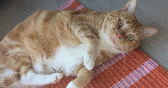 sophie pet sitter à ST NAZAIRE 44600_7