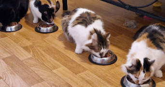 muriel pet sitter à GOLBEY 88190_7