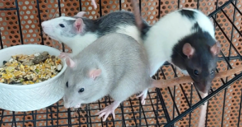 chloé pet sitter à LYON 03 69003_4