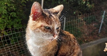 léa pet sitter à ROUEN 76000_0