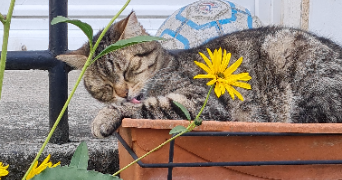 céline pet sitter à BAULNE 91590_1