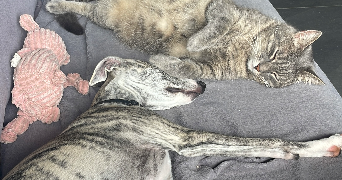charlotte pet sitter à LA TESTE DE BUCH 33260_2