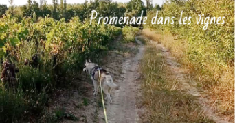 valérie pet sitter à Le Thor 84250_35