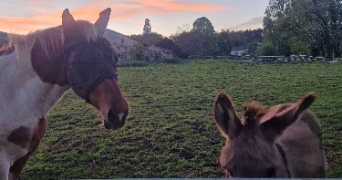 aurélia pet sitter à Strasbourg 67000_9