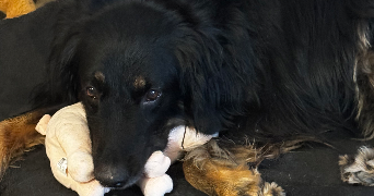 mailys pet sitter à PERTUIS 84120_3