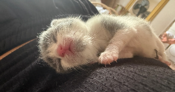 nina pet sitter à NOUZILLY 37380_3