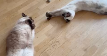 béthanie pet sitter à RUEIL MALMAISON 92500_8