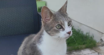 doriane cat sitter à COULMIERS 45130_2