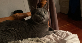 néfélie pet sitter à VANNES 56000_2