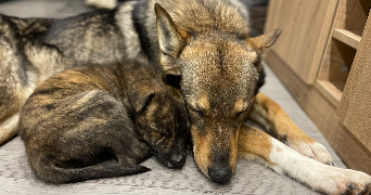 sabrina pet sitter à RIVES D ANDAINE 61410_3