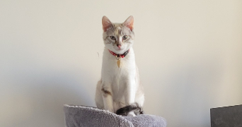 anais pet sitter à GAZERAN 78125_2