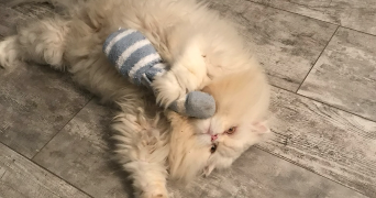 emilie pet sitter à SURESNES 92150_2