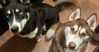 solene pet sitter à GIROUSSENS 81500_6