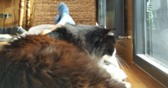 ester pet sitter à ORANGE 84100_3