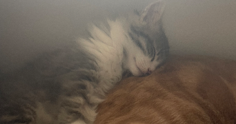 lilou pet sitter à BRON 69500_2